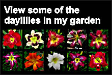 daylily garden